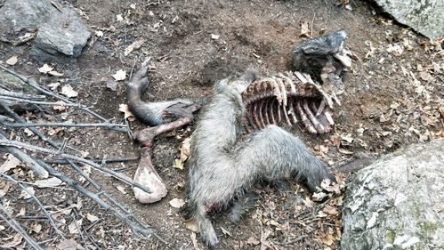 未知的动物尸体