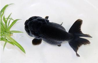 养黑色金鱼黑色金鱼叫啥名字
