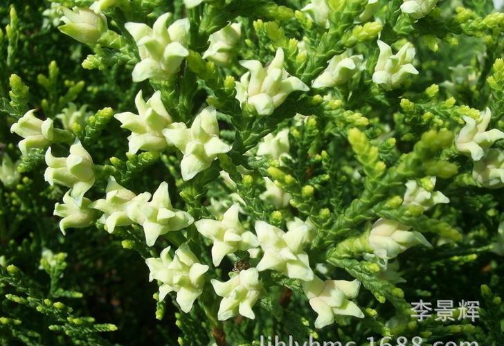 批发绿化柏树 侧柏龙柏小苗嫁接龙柏 龙柏树苗 园林绿化