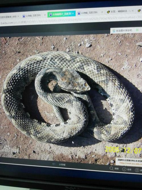 头三角,褐色,身上有黑色菱形纹路~请问这是什么蛇!