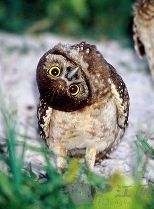 转头的猫头鹰