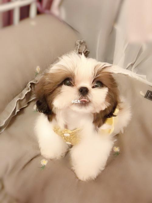 西施犬_西施_西施犬_宠物_狗