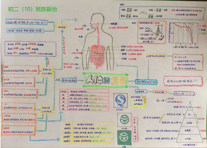 优秀作业展示:《人体的营养》思维导图