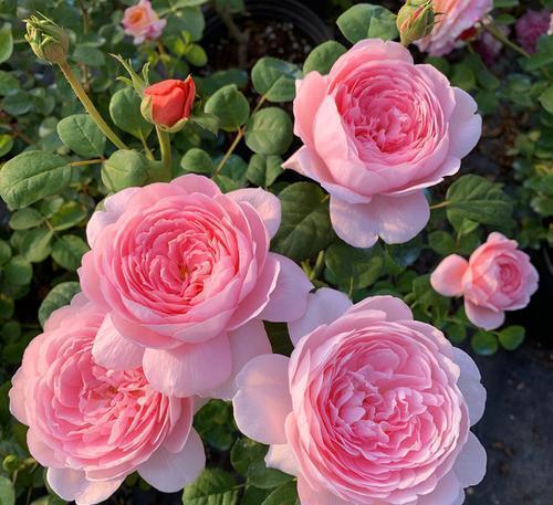 种月季就种瑞典女王,它有哪些优点?该怎样养护?