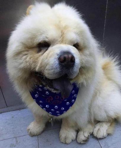 奶油色松狮对外借配500