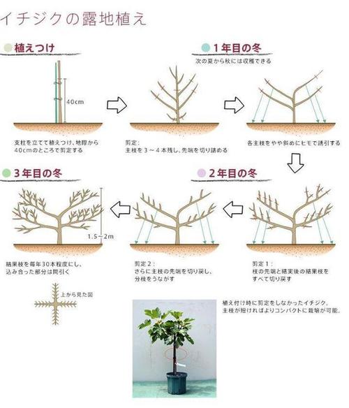 无花果种植生长期,如何塑树形;重在修剪与摘心