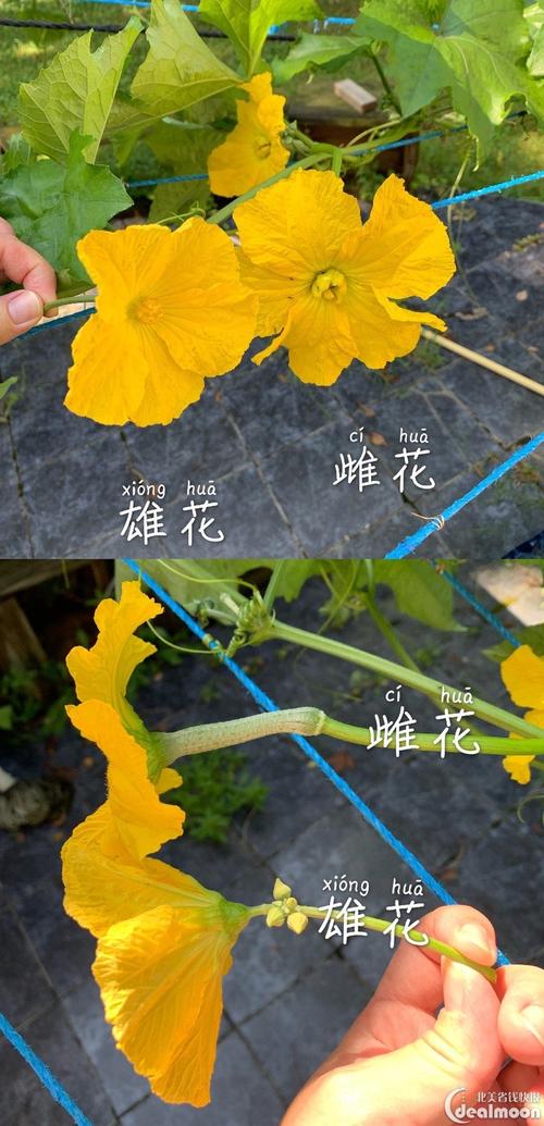 雄花蕊上很多黄色粉状物就是花粉啦,将花粉涂在雌花