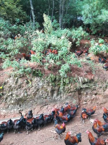山上放养土鸡