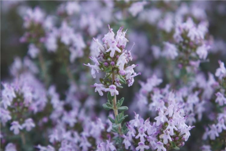 百里香(学名:thymus mongolicus ronn),半灌木,叶为卵圆形,花序头状
