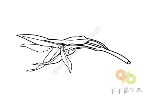 蕹菜简笔画怎么画