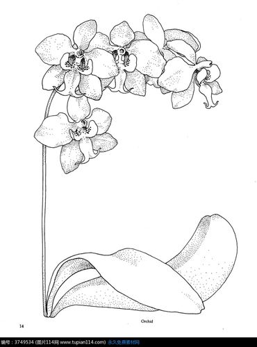 蝴蝶兰手绘,花纹图片,花纹图案,花纹素材,图片免费下载