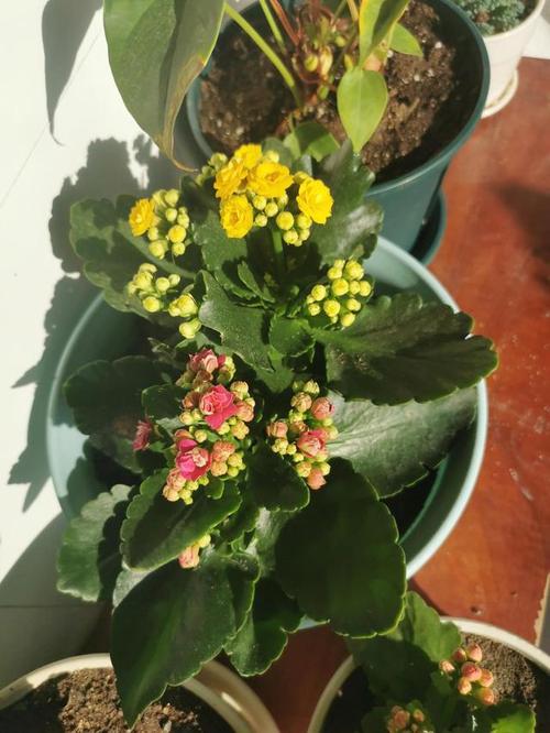 入坑长寿花|大鹏|变色龙|狐狸_网易订阅