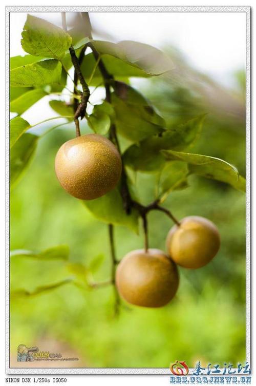 小号山梨子图片(2)