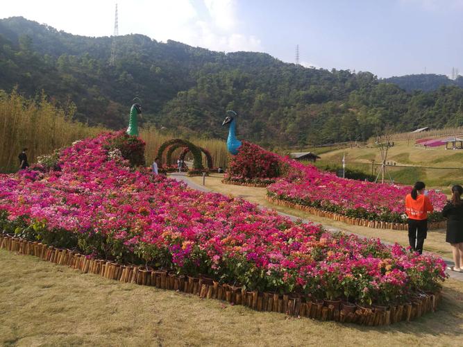 深圳簕杜鹃谷公园