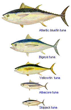 sustainable shopping: how to buy tuna without biting a chunk out