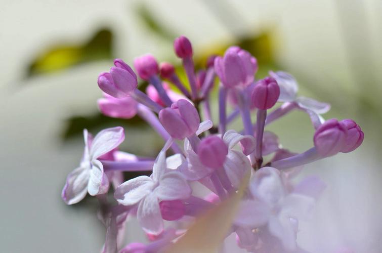 "那坟前开满鲜花",18年前爆火的《丁香花》,唱的亡者究竟是谁