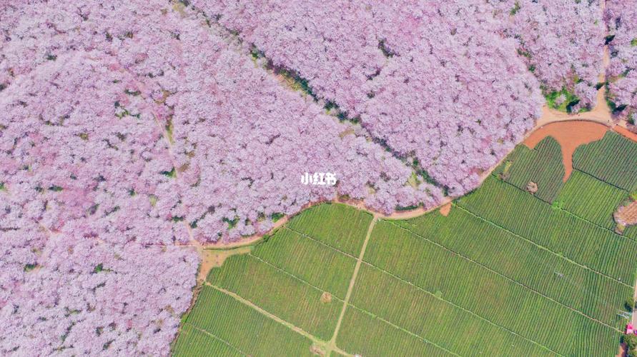 99 一到春天,贵州就多了一个名字,叫平坝樱花08_春天去哪玩