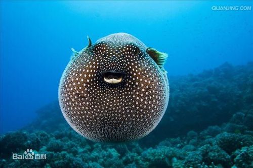 arothron meleagris (lacepede,1799),为四齿鲀科叉鼻鲀属的一种鱼类