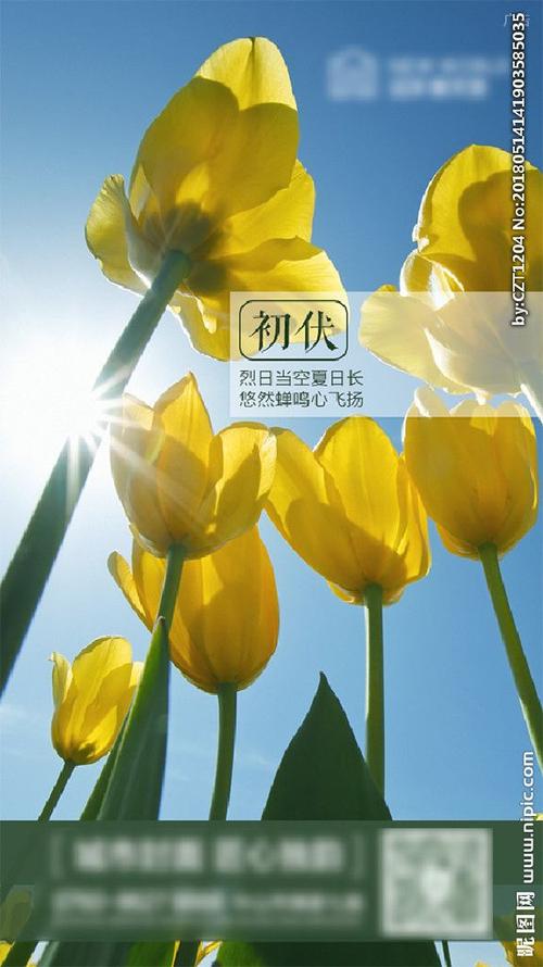 节气微信 初伏