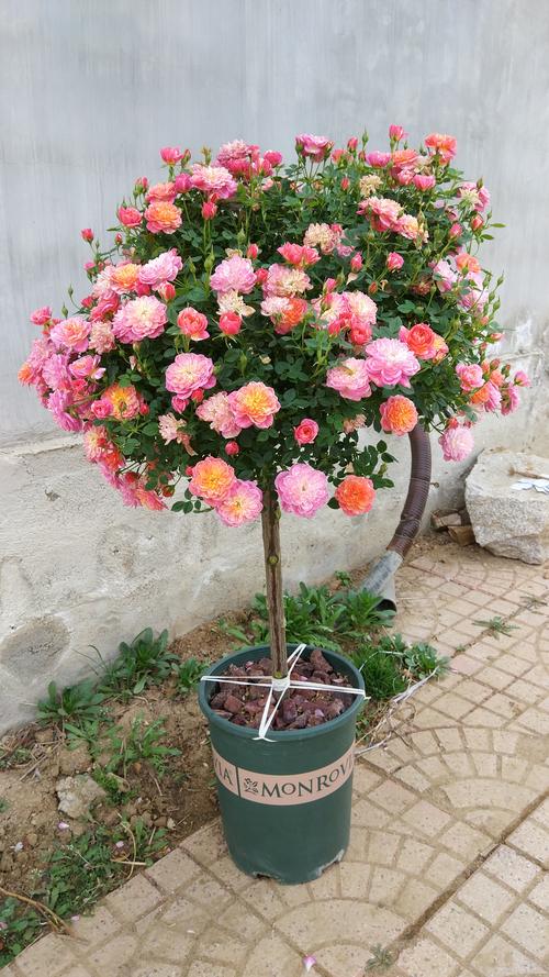 扦插蔷薇杆子嫁接棒棒糖月季,杆子外面需要裹保鲜膜吗