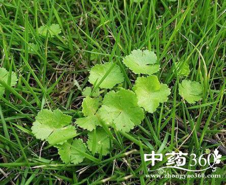 伤寒草有哪些功效 伤寒草清肝退热治感冒发热