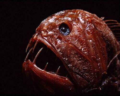 盘点深海下的巨型生物 恐怖又奇幻(组图)(13)