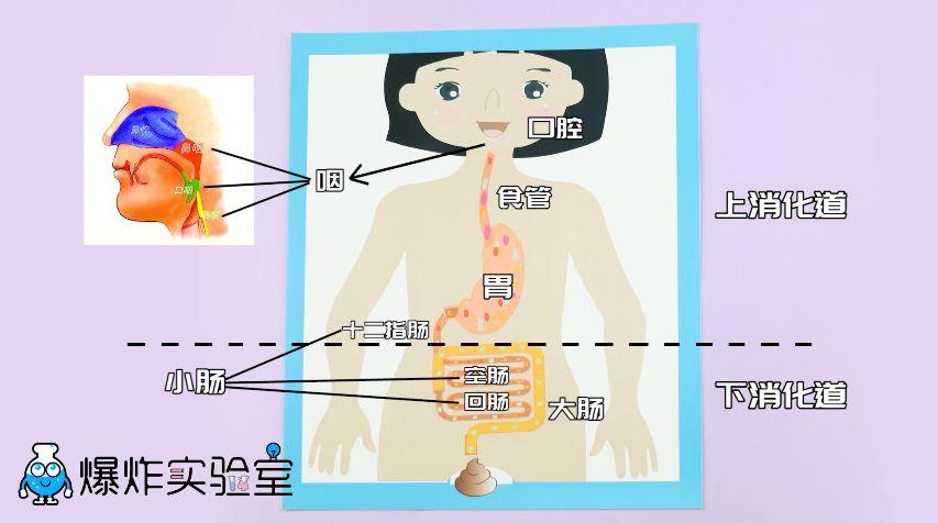 食物在身体里是怎么流动的?带孩子来一次奇妙的消化系统大冒险