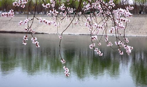 津门运河桃花堤