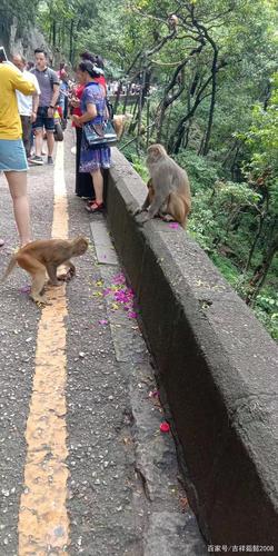 黔灵山公园的猴子
