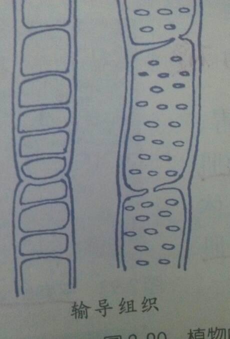 哪个是导管哪个是筛管