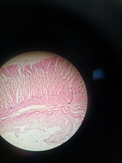 狗食管和胃纵切面