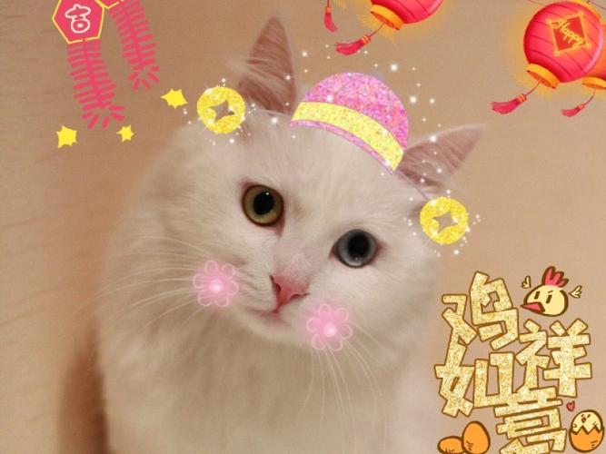 饭团小夫妻的日常的直播:重来重来