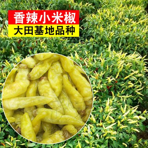小米椒种籽种苗春夏季四季特辣小米辣种泡椒种子阳台盆栽蔬菜种孑