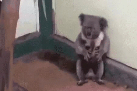 萌宠表情 萌娃表情 斗图表情 锦鲤 土味语录 套路图  来自:soogif