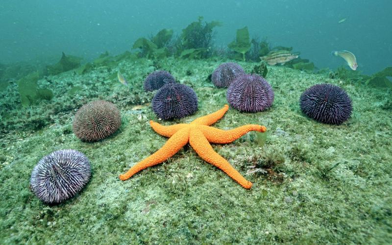 海边海星桌面壁纸_那些最美的海星