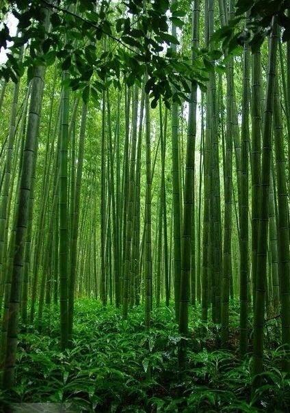 竹子