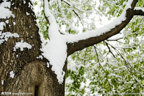 树上的雪图片