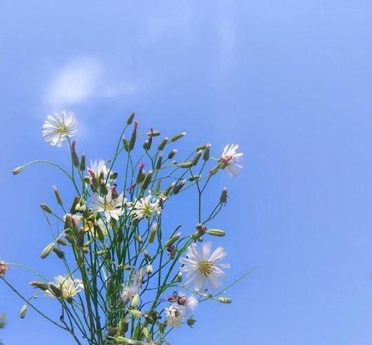 阳光积极向上的早安心语,精致大气