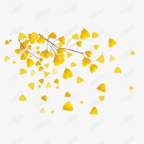 秋天的银杏叶插画