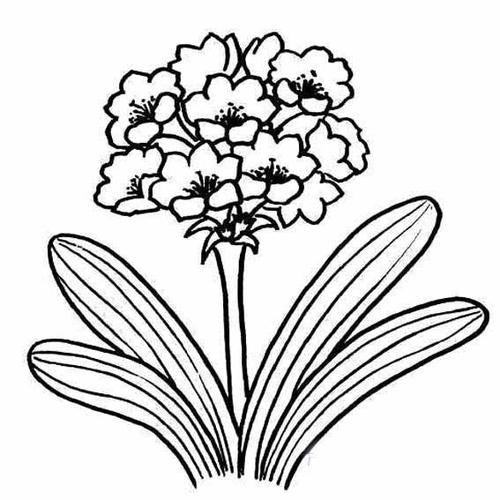 君子兰简笔画图片大全
