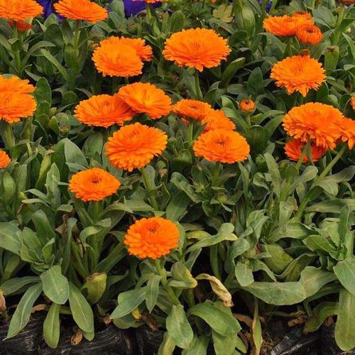 【梦想苗木】金盏菊苗大量中品种好价格低金盏菊苗批发