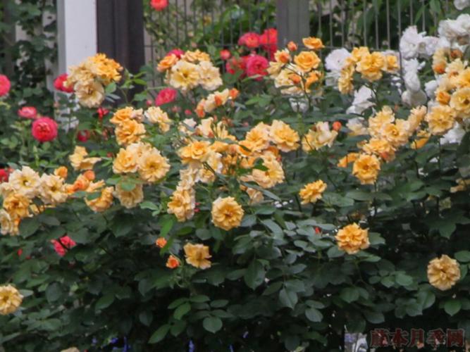 龙舌兰酒tequila la sevillana-丰花月季品种-图片-藤