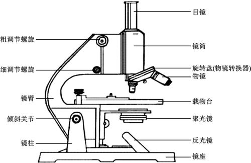 光学显微镜的基本结构及使用医学遗传学