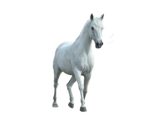 马素材图片大全