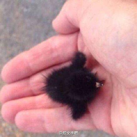 啊啊啊没想到乌鸦幼鸟这么可爱!第一次见.(ω)