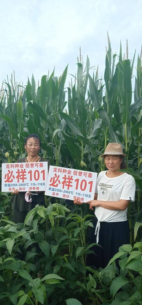 要想玉米产量高,就种必祥101