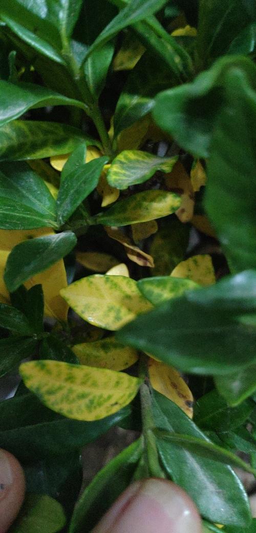 请问栀子花叶片这样是黄化病吗?还能拯救吗?