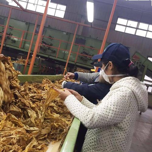 烟草学院进来了解一下?