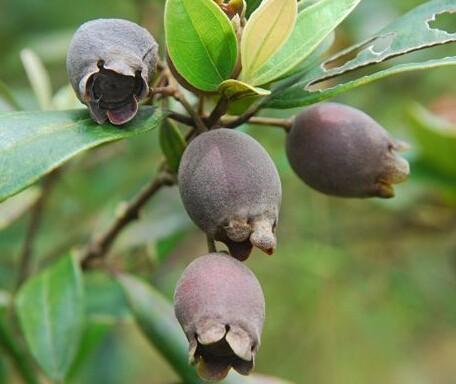 种植山捻子前景如何?