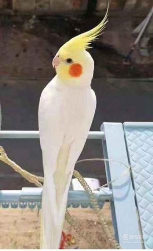 玄凤鹦鹉的公母!